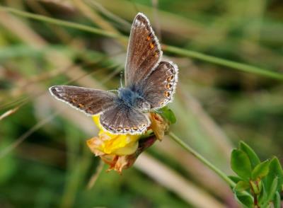 484 COMMON BLUE 2.jpg